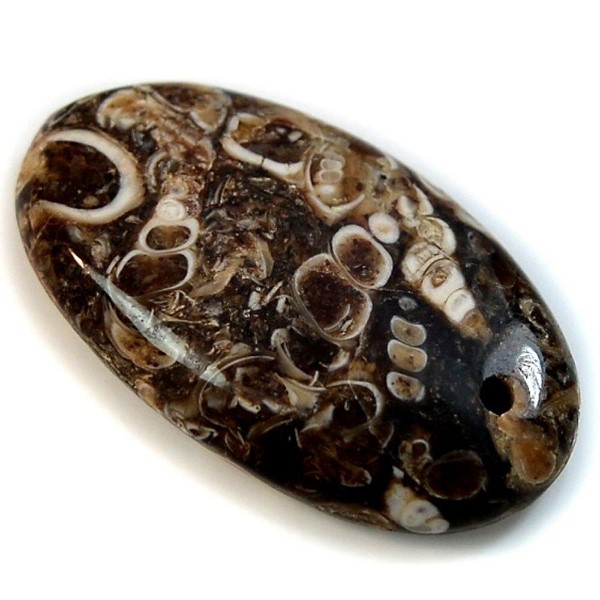 12.-Turritella-Agate